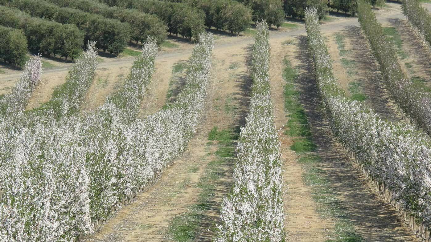 almendro-superintensivo (2)